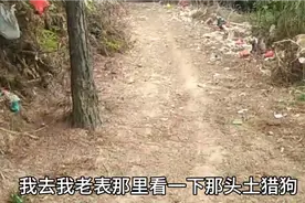 老表家有一窝小土猎犬准备卖了，一共三只，200块钱买，不知卖吗