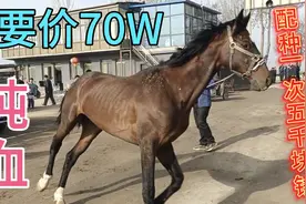 要价70个W配马一次五千块钱，原来是个纯血！兴奋热血、值吗？视频封面