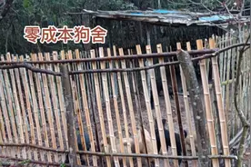 带大家看看我零成本搭建的简单狗舍，用料简单就是竹片木棍视频封面