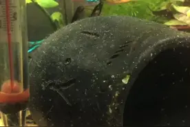 鱼缸新状况图片