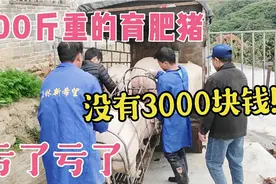 300斤的育肥猪，卖7.3一斤，都没有3000块钱一头，亏了亏了!视频封面