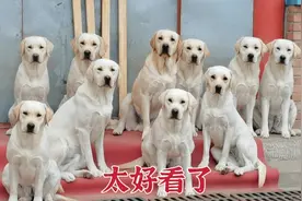 难得这么齐刷刷坐一排，想知道为啥这么听话吗？主人是哭笑不得啊视频封面