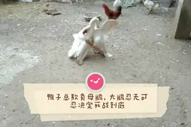 鸭子总欺负母鹅，大鹅忍无可忍决定死战到底，究竟谁输谁赢呢？视频封面