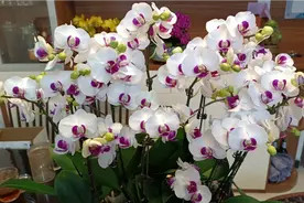 收到七盆蝴蝶兰美得不可方物，吹了两次蜡烛这个生日太多的惊喜！