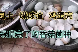 周周不花一分钱，利用家庭丢弃的垃圾，自制多肉土，多肉也美美哒视频封面