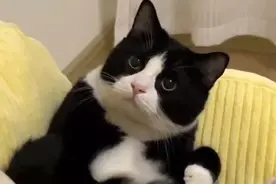 为什么奶牛猫被称为有神经病的猫，因为它是猫中的哈士奇视频封面
