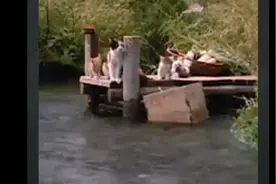 当小猫咪掉到河里，看猫妈妈是怎么做的视频封面