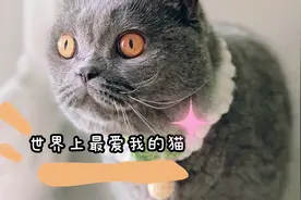 小猫咪对主人的爱能有多深？大概就是包子这样吧！视频封面