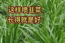 家里种韭菜，经常用这个喷一喷，病虫害少长得还好