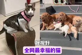 被三只狗哥哥带大的猫，有多豪横！视频封面