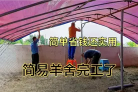农村光棍儿汉帮朋友建造新羊舍（3）：完工了，简单省钱真挺好视频封面
