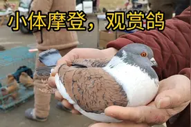 小体摩登，观赏鸽，三色摩登，两色摩登，漂亮的观赏鸽，分享！