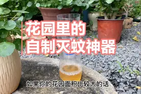 花园里蚊子多，只需一个塑料瓶，蚊子全灭光，比蚊香管用还省钱视频封面
