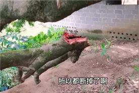 巧哥家500年树龄荔枝树，因为荔枝长的太大又太多把大树都压断了