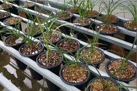 秋冬季节养兰花几天浇一次水？像这种情况一个月不浇水都没问题！视频封面