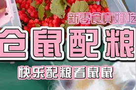 快乐配粮看鼠鼠 小仓鼠的一顿饭都吃些什么视频封面