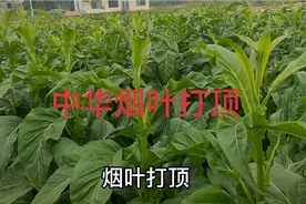中华烟叶的正确打顶方法视频封面