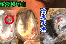 疼痛欲裂！蹄内溃烂满蹄血窟窿险些残疾，师傅解救它累的筋疲力尽视频封面