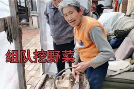 杨奶奶带队挖婆婆丁，黄瓜香挖两筐玩嗨了，网友怕把野菜挖绝了！视频封面