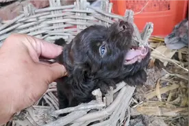 收养的二狗子净往老主人家跑，生气扇了它一巴掌，叫声引来了狗妈视频封面