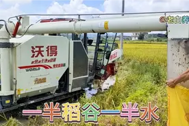 沃得收割机跨省来收水稻，老白收获的却是一半稻谷一半水。视频封面