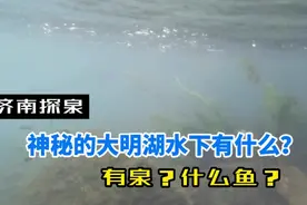 大明湖冒出一眼泉水，水下还有各种奇怪小鱼，老济南称少见