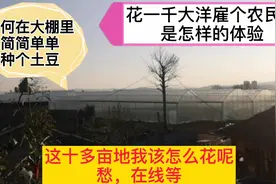 在十亩地的大棚里花一千大洋雇个农民工种土豆是怎样的体验视频封面