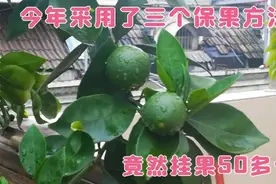 盆栽脐橙挂果太难了，今年采用了三个方法保果，效果出乎意料视频封面