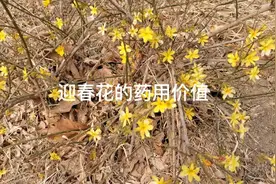 迎春花还有药用价值？