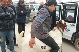 实拍河南农村大集，一只波尔山羊可以当马骑见过吗？重达200斤