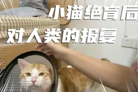 小猫发现自己蛋蛋没了，会怎么报复人类视频封面
