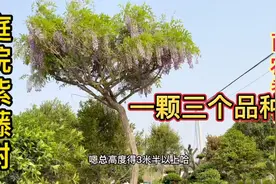 适合庭院的风景树紫藤，一棵树上三个品种开花真漂亮，你见过吗视频封面