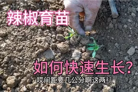辣椒苗长得慢？简单这样做一下每天窜一窜，3—4天大变样视频封面