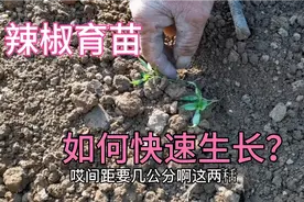 辣椒苗长得慢？简单这样做一下每天窜一窜，3—4天大变样视频封面