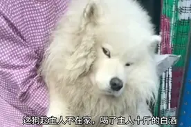 偷喝主人十斤的白酒，醉的不醒狗事，被主人抬着去医院的萨摩耶视频封面