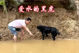 爱水的狗狗，农村小蓄水池作用大，灌溉加林区消防！