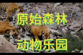 原始森林:动物乐园视频封面