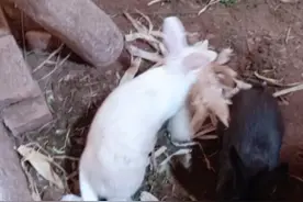 兔子生宝宝全过程母兔好辛苦啊