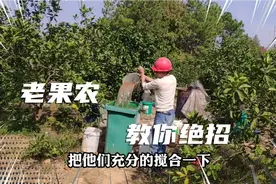 老果农教你绝招，果树这么施肥，长的又快又大，来年又是硕果累累视频封面