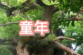 校园歌曲《童年》