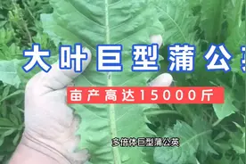 亩产15000斤的多年生大叶巨型蒲公英 不仅可以食用还可用于养殖