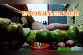 簕芋是一种奇怪的植物，它的作用同样令人惊讶