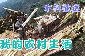云南农村日记，马帮驮运，最传统的运输。视频封面