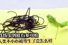 铁线虫究竟有多可怕？操控宿主自杀，人类会不会被操控呢？