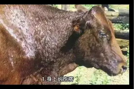 牛结节病症状与治疗视频封面