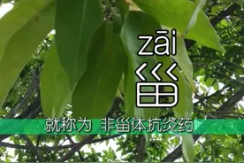 #甾 的读音，同灾。甾体消炎药主要有类固醇和激素