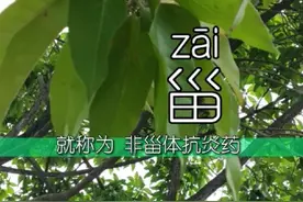 #甾 的读音，同灾。甾体消炎药主要有类固醇和激素视频封面
