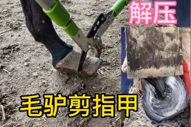 毛驴通过牙齿看年龄，这头毛驴4岁了蹄子像小船，修完蹄好看多了视频封面