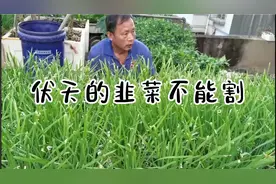 阳台上种的韭菜老得全长韭菜苔了，三伏天的韭菜不能割呀！