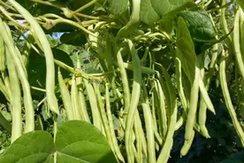 种四季豆，“见尖就掐”，四季豆多到摘不完！一学就会！